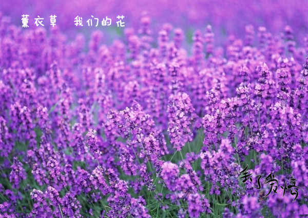 女生超拽口口个性签名_WWW.WHOISQQ.COM