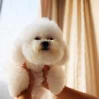 泰迪头像图片$$男生_WWW.WHOISQQ.COM