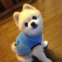 男生可爱qq小狗头像图片_WWW.WHOISQQ.COM