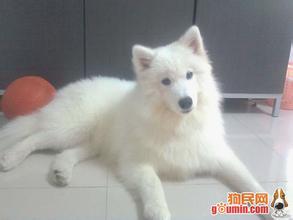 男生抱萨摩耶头像图片_WWW.WHOISQQ.COM