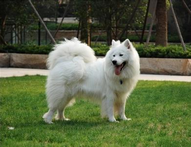 男生头像图片带萨摩耶_WWW.WHOISQQ.COM