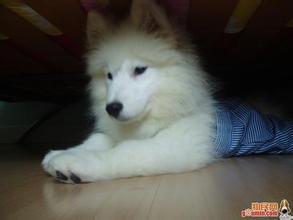 男生头像图片带萨摩耶_WWW.WHOISQQ.COM