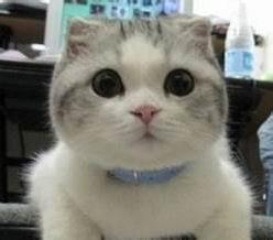 男生抱灰猫咪头像图片_WWW.WHOISQQ.COM