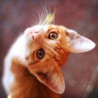 男生抱灰猫咪头像图片_WWW.WHOISQQ.COM