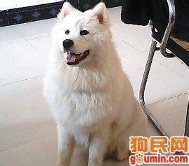 男生和萨摩耶的头像图片_WWW.WHOISQQ.COM
