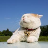 男生猫 头像图片大图_WWW.WHOISQQ.COM