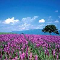 qq头像图片蓝色系风景男生_WWW.WHOISQQ.COM