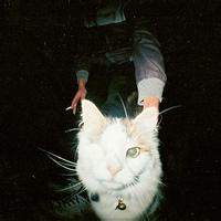 男生用猫做头像图片_WWW.WHOISQQ.COM