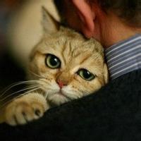 男生用猫做头像图片_WWW.WHOISQQ.COM
