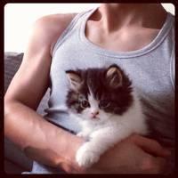 男生用猫做头像图片_WWW.WHOISQQ.COM