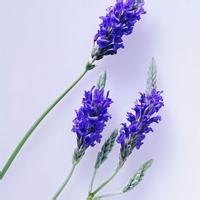薰衣草男生头像图片_WWW.WHOISQQ.COM