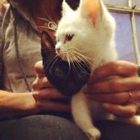 男生拿猫头像图片_WWW.WHOISQQ.COM