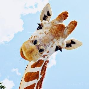男生和动物头像图片单眼_WWW.WHOISQQ.COM