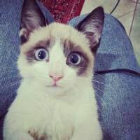男生头像图片带猫_WWW.WHOISQQ.COM