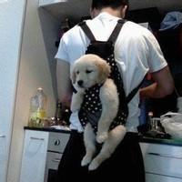 qq男生带狗头像图片_WWW.WHOISQQ.COM