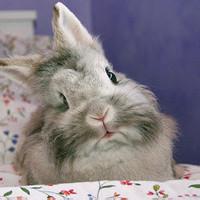 男生抱兔子的头像图片_WWW.WHOISQQ.COM