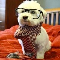 qq头像图片男生动物的_WWW.WHOISQQ.COM