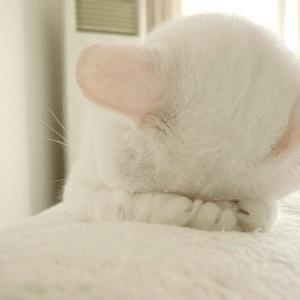 带猫咪男生头像图片_WWW.WHOISQQ.COM