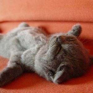 男生和猫睡觉头像图片_WWW.WHOISQQ.COM