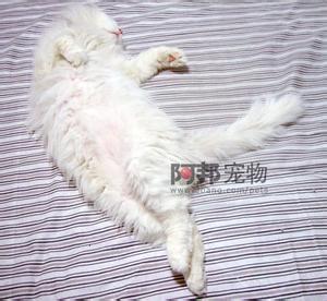 男生和猫睡觉头像图片_WWW.WHOISQQ.COM