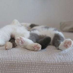 男生和猫睡觉头像图片_WWW.WHOISQQ.COM