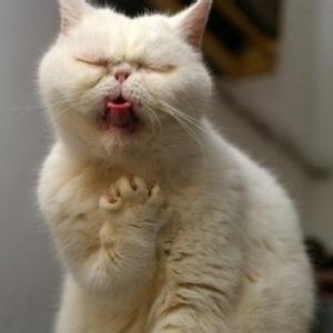 男生猫咪头像图片大全_WWW.WHOISQQ.COM