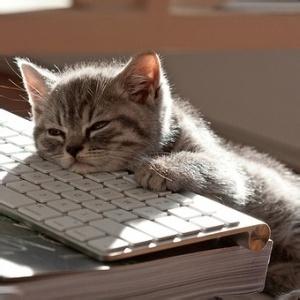 男生猫咪头像图片大全_WWW.WHOISQQ.COM