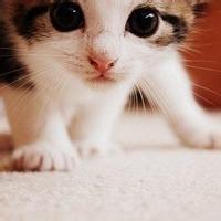 男生猫咪头像图片大全_WWW.WHOISQQ.COM