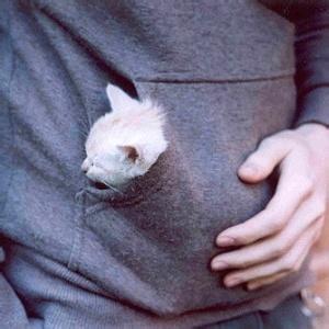 男生猫咪头像图片大全_WWW.WHOISQQ.COM