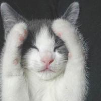 男生猫咪头像图片大全_WWW.WHOISQQ.COM