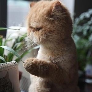 男生猫咪头像图片大全_WWW.WHOISQQ.COM