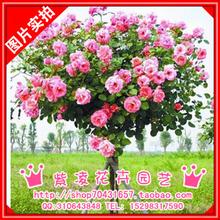 男生叼月季头像图片_WWW.WHOISQQ.COM