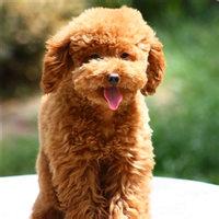 qq男生带泰迪的头像图片_WWW.WHOISQQ.COM