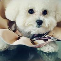 qq男生带泰迪的头像图片_WWW.WHOISQQ.COM
