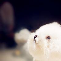 qq男生带泰迪的头像图片_WWW.WHOISQQ.COM