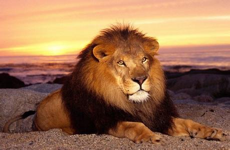 拥抱狮子男生头像图片_WWW.WHOISQQ.COM