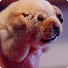 欧美范男生抱狗头像图片_WWW.WHOISQQ.COM