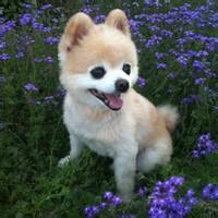 qq头像图片男生和狗狗_WWW.WHOISQQ.COM