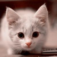 qq头像图片男生抱猫咪头像图片_WWW.WHOISQQ.COM
