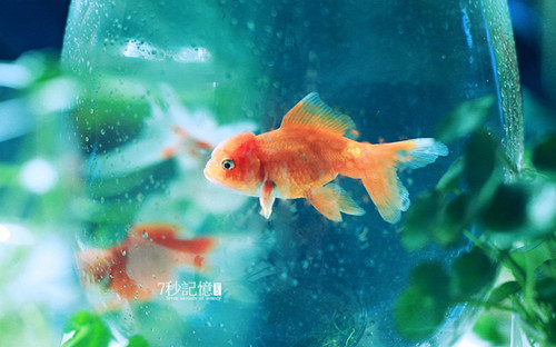 有趣的lol网名_WWW.WHOISQQ.COM