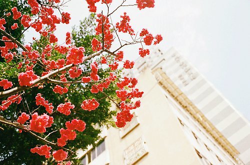 花字 网名_WWW.WHOISQQ.COM