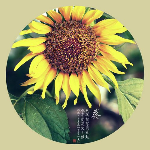 罂栗 网名_WWW.WHOISQQ.COM