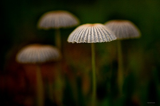 有关忘不了你的qq网名_WWW.WHOISQQ.COM