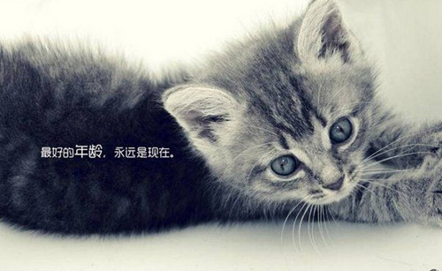 网名 有叶子_WWW.WHOISQQ.COM