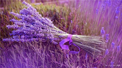 带浩和芳的网名_WWW.WHOISQQ.COM