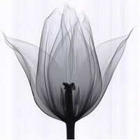 qq网名    男生回念_WWW.WHOISQQ.COM