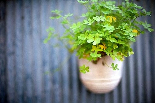 带鑫字的唯美网名_WWW.WHOISQQ.COM