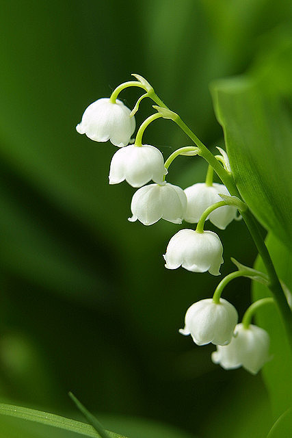 qq网名粼_WWW.WHOISQQ.COM